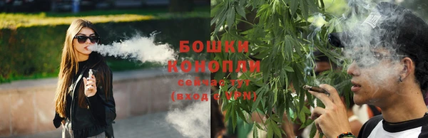 сатива Беломорск