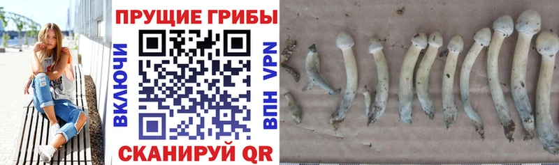 где найти наркотики  Вяземский  кракен маркетплейс  Псилоцибиновые грибы Psilocybe 